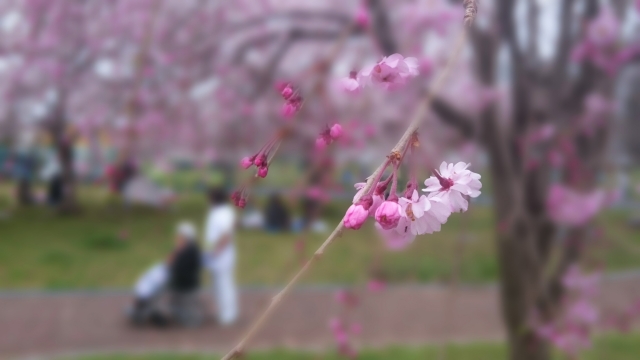 桜と車椅子